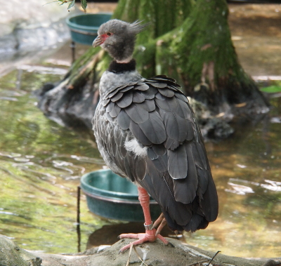 [This mostly grey bird has both a wide black ring and a thinner white ring (coloring) on its neck. The bird's legs, feet, and part of its face are pinkish. It has a few feather on the back of its head sticking out which is probably why it has 'crested' in its name. This bird is about the same size as the stork, so it's a large bird.]